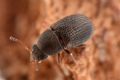 Choragus sheppardi